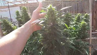 When Should You Harvest Your Outdoor Cannabis Plants? || 9-25-2022