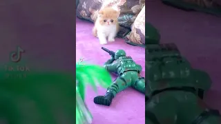 Kitten Scared Of Soldier Toy😭 #shorts