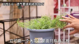 太阳花怎么养？园艺师教你，太阳花的详细养护技巧