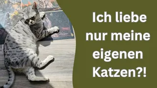 will diese Katze nur Kontakt oder ihr Revier verteidigen?