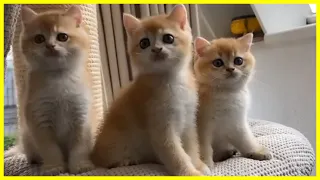 Funny and Cute Cat videos to Cheer Up your Day 2021! 😹