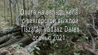 На вальдшнепа с венгерской легавой осенью 2021 года.