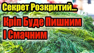 Секрет Розкритий! Чим Підгодувати кріп, щоб він виріс пишним і смачним