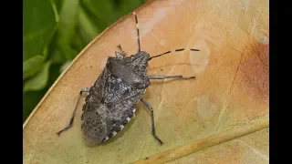 Asiatische Stinkwanze plagt badische Landwirte I Landesschau Baden-Württemberg