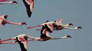 Flamingosis - Flight of the Flamingo (Official Video)