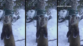 What the marten reveals about the health of Maine forests