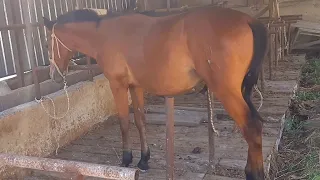 Откорм лошадей 🐴 13.08.23