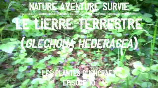 Le lierre terrestre (plante médicinale)