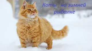 Коты на зимней рыбалке. Часть 1. Смешные котики - Cats on winter fishing. Part 1. Funny cats