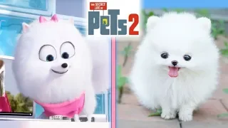 The Secret Life Of Pets 2 IN REAL LIFE!!!