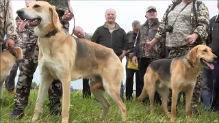 Всероссийская выставка охотничьих собак г. Тула 2017г.