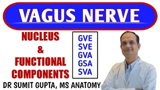 VAGUS NERVE : NUCLEUS AND FUNCTIONAL COMPONENTS