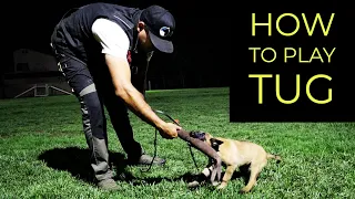 HOW TO PLAY TUG WITH YOUR BELGIAN MALINOIS PUPPY with Oscar Mora | YOLO PUP LA