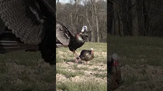 Epic Reverse Angle Slow-Mo Footage! Gobbler Smashed at 8 Yards #bowhuntordie #turkeyhunting