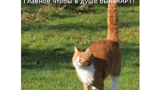 Осенняя котоматрица