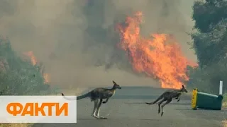 В Австралии объявили чрезвычайное положение из-за масштабных лесных пожаров