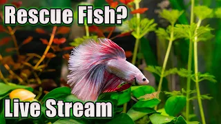 [LIVE]  Should We Rescue Fish? Plus Fish Q&A!