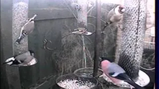 Bullfinches on Feeders