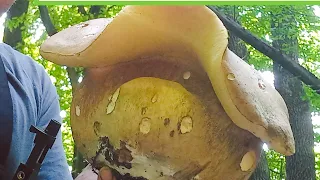 Велетні ПриКарпаття Просто Ідеальні Гриби ( кращi грибu сезону)..mushrooms 🇺🇦