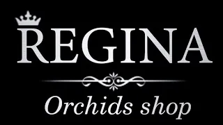 Орхідеі у Регіни! Новий завоз фаленопсисів метеликів! 24.10.22