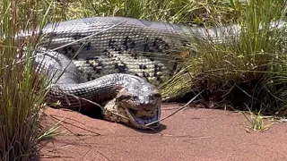 Se não filmasse seria apenas HISTÓRIA DE PESCADOR… SUCURI GIGANTE!!! Pescaria