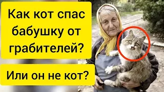 Как кот спас бабушку от грабителей? Или это был не кот?