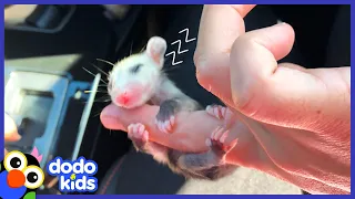 Little Opossum Is The Cutest Weirdest Baby | Dodo Kids