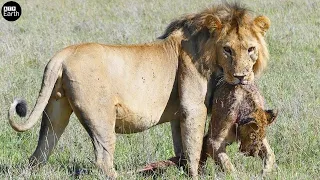 Male Lion Attack and Eat Lion - Animal Fighting | ATP Earth