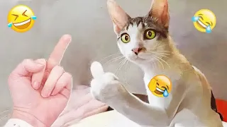 😘😍 You Laugh You Lose Dogs And Cats 🐕🤣 Funny Animal Videos #16