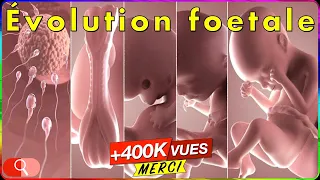 ÉVOLUTION GROSSESSE : bébé mois par mois (en vidéo)