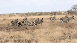 South Africa...Kruger National Park 6