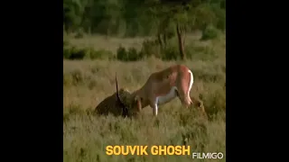 WORLD’S FASTEST ANIMAL FAIL! Grant’s Gazelle Take Down Cheetah With Horns, Lion Hunt Impala Fail.