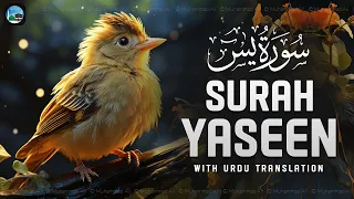 Surah Yasin ( Yaseen ) with Urdu Translation | Quran Tilawat Beautiful Voice | Hindi Tarjuma