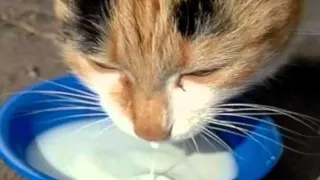 Кошки очень любят молоко показ слайдов 2015!