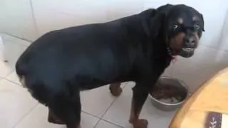 Dog sounds exactly like DMX