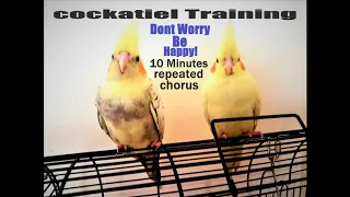 Cockatiel Training - Dont Worry, Be Happy!  10 Minutes Repeated Chorus....    (By G Wilson)