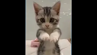 ПРИКОЛЫ С КОШКАМИ И КОТАМИ Смешные Кошки 2020 Funny Cats