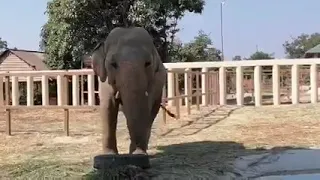 Elephant activities, Update Beautiful Kaavan (Rescued Elephants) [Episode 26]
