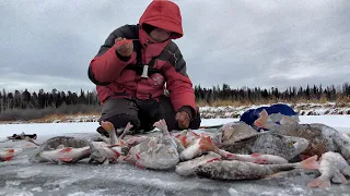 ОНИ ЛЕЗУТ В ЛУНКИ И НЕ РАЗГИБАЮТ КРЮЧКИ!! Первый лед 2021 на Таежном озере, Окунь на блесну.