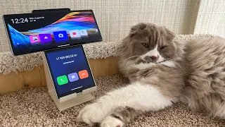 LG Wing Sleepy Cat Incoming Call