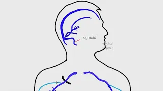 Veins of Head and Neck | Anatomy made easy | 4K