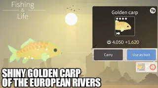 Fishing and Life#29| Catching Shiny Golden Carp|  Ultimate Guide and catch it under 20seconds!