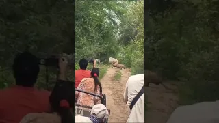 Male Tiger Attacked Cow in Zone 10 😱 #shorts #shortsfeed#youtubeshorts