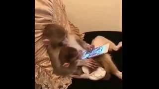 Приколы - обезьянки