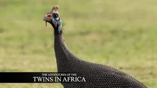 Interesting Facts about the Helmeted Guinea Fowl