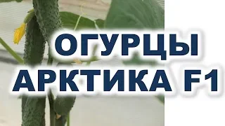 Cucumbers Arktika F1 - a masterpiece of foreign selection The best hybrid of cucumbers for greenhous