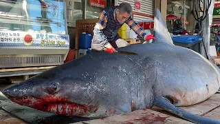 그물에 바위가 걸린줄 알았는데 식인상어?! 3.4미터 초대형 상어 해체작업 Giant SHARK Cutting skill / Korean street food