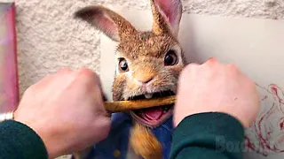 Man Fights Rabbit | BATTLE SCENE | Peter Rabbit | Clip