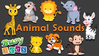 Animal Sound Songs | Animal Sounds for babies & Childrens | Busy Bees Nursery Rhymes & Kids Songs