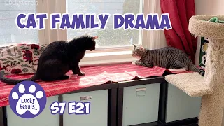 Cat Family Drama, New Rugs and Hidey Holes - S7 E21 - Lucky Ferals Cat Vlog - Life With 11 Cats